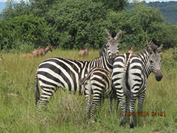 Zebras at Akagera Park