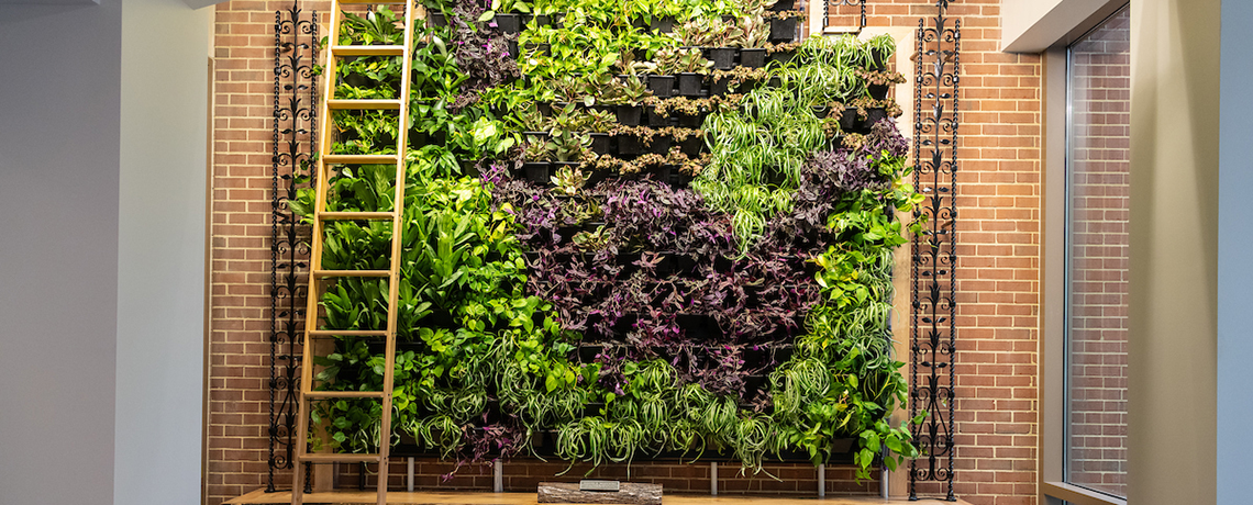 Green wall of plants