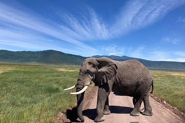 Elephant in a field in Tanzania