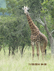 Giraffe at Akagera Park
