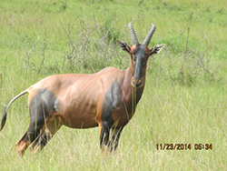 Animal at Akagera Park