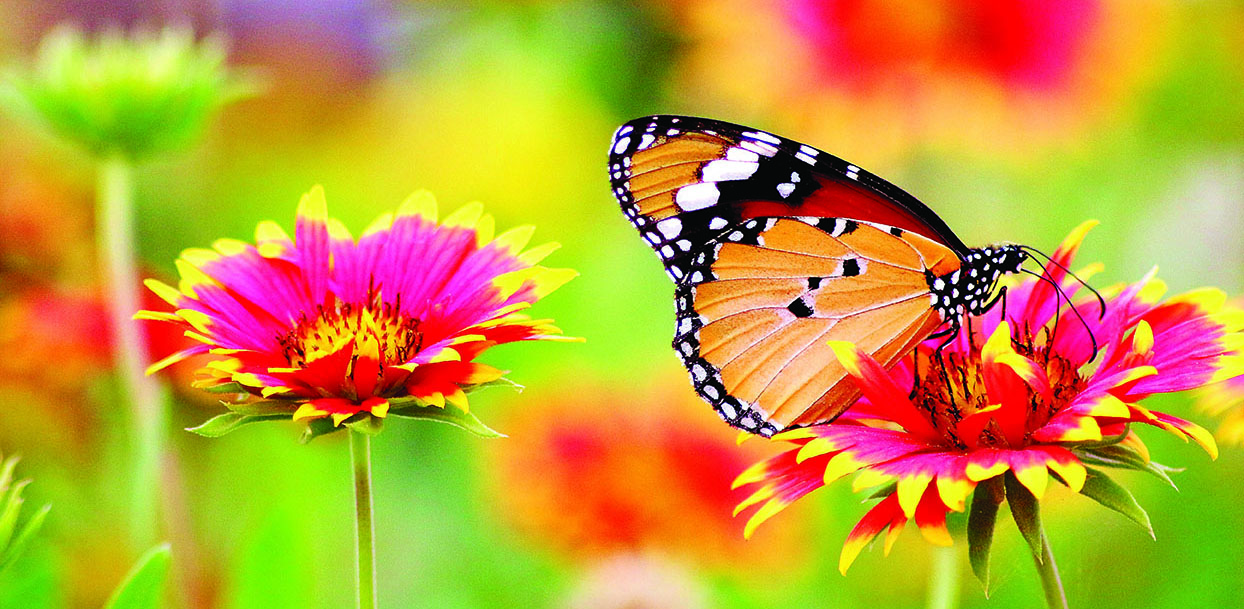 a butterfly on a flower